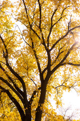 Autumn back lit tree with orange leaves