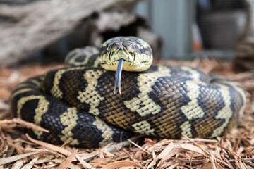 Australian Carpet Python flickering it's tongue