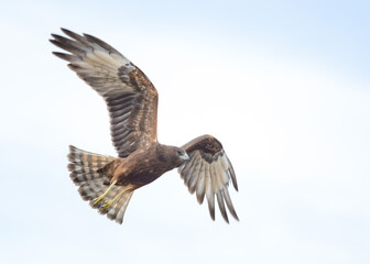 Wild hawk in flight with wings a tail feathers spread out