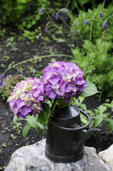 フラワーアレンジ、アジサイ