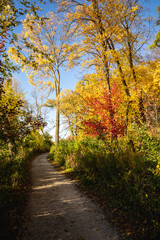 Fototapeta na wymiar Autumn path through a park with a red tree.