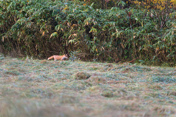 牧草地で朝食探し