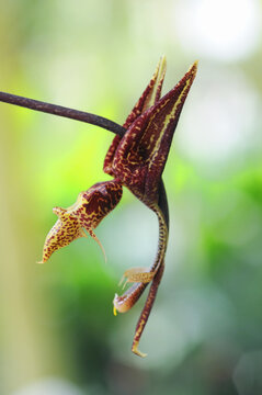 Gongora,nigritaの花