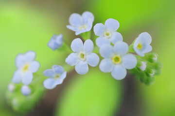 トリゴノティス　フォーモナサの花