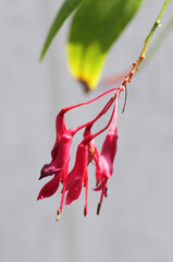 バウヒニア　ベリーズの花