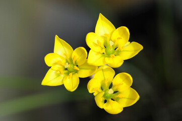ノトスコルドウム・オステニーの花