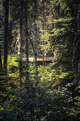 Sun Lighting the Roof of a Shelter in the Forest