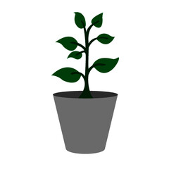 ficus