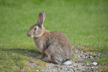 rabbit in the grass