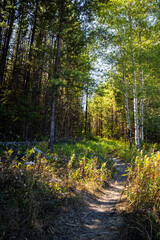 Footpath Through Aspen and Pine Trees in the Forests of Glacier National Park