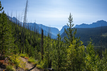 Trail Through An Old Forest Fire Burn Looking Over the Continental Divide Going to Granite Park in Glacier National Park