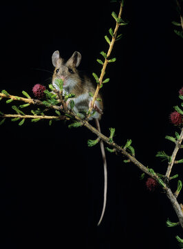 Kangaroo Rat On Twig