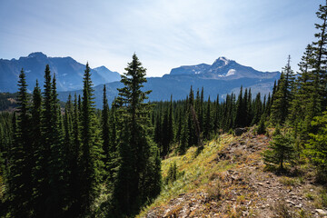 Forested Backcountry Valley from the Top of a Mountain in Glacier National Park