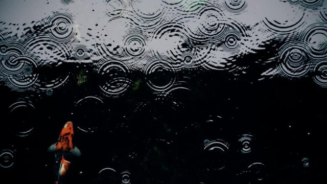 Koi fish swim in an artificial pond during the rain  in the garden