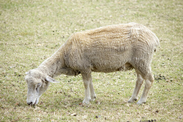 六甲牧場の草を食む羊