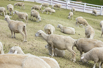 Obraz na płótnie Canvas 六甲牧場の羊の群れ