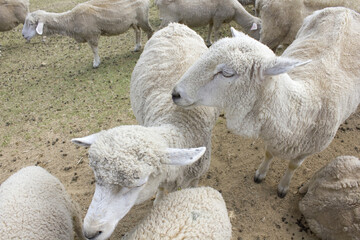 六甲牧場の羊の群れ