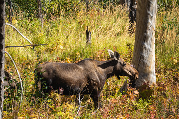 Wild Female Moose in a Field in Eastern Glacier National Park