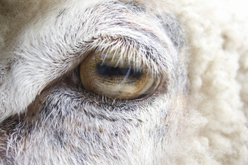 羊の目のアップ