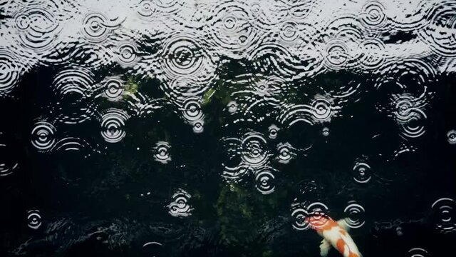 Koi fish swim in an artificial pond during the rain  in the garden