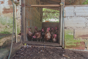 chicken coop on farm © Gustavo