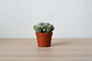Mammillaria gracilis house plant in brown pot on wooden desk over white