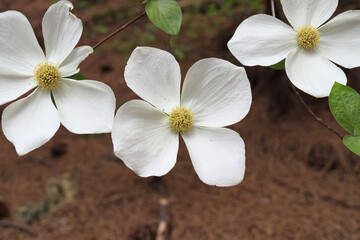 Fototapeta na wymiar Dogwood blossoms, close-up 