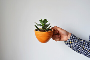 Hand holding crassula house plant in yellow cup over white	