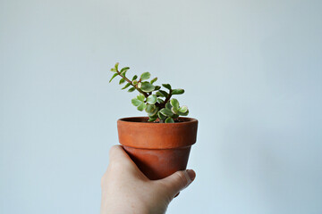 Hand holding portulacaria afra variegata house plant in terracotta pot over white	
