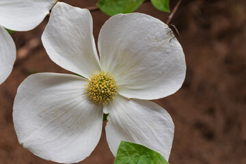 Fototapeta na wymiar Dogwood blossom, close-up 