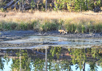 Red Fox by Pond