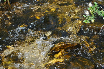 stream in the forest