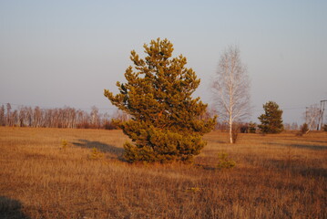 
pine in the field