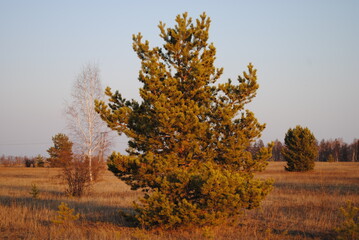 Fototapeta premium pine in the field