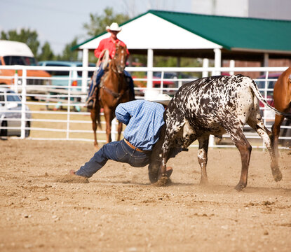 Steer Wrestling