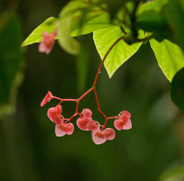 Close Up Of Red Angel Wing Begonia