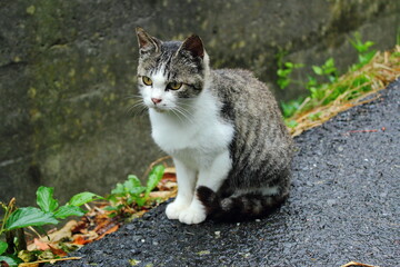 Naklejka na ściany i meble 田代島の猫