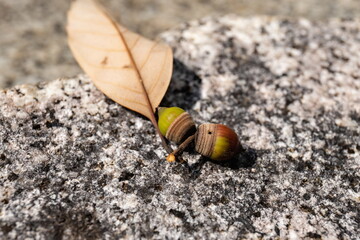Two acorns and autumn leaf on the stone