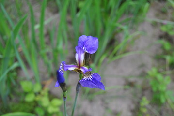 blue iris flower