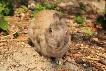 まどろむウサギの接写
