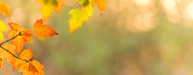 panoramic view of autumnal colours leaf on sunset colorful bokeh background. panoramic view of maple leaf on sunset colorful bokeh background