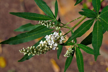 Vitex, chastetree or chasteberry flowers (Vitex agnus-castus)