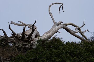 dead tree