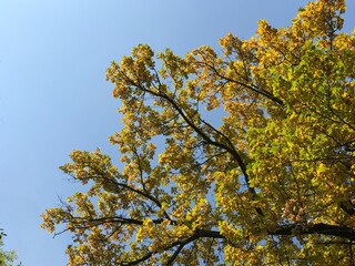 autumn leaves against blue sky