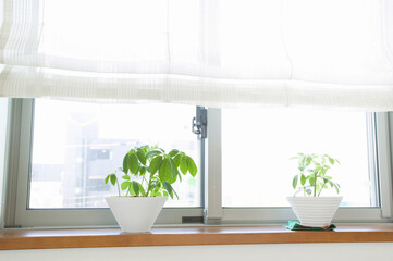 観葉植物