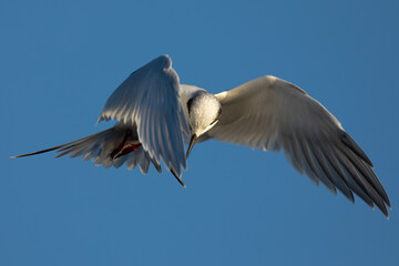 Forster's tern about to dive into the San Francisco Bay