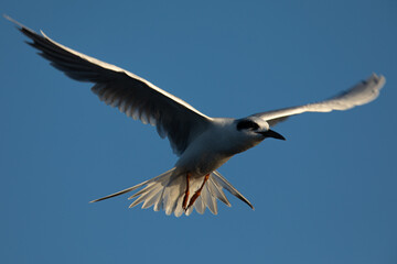 Fototapeta premium Forster's tern about to dive into the San Francisco Bay