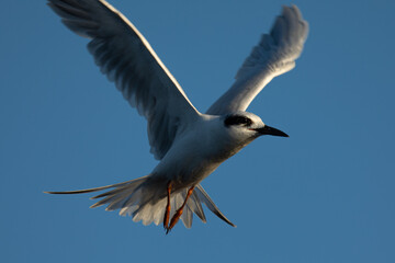 Obraz premium Forster's tern about to dive into the San Francisco Bay