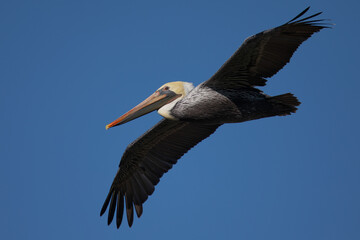 Brown pelican in flight, seen in North California