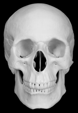 Human skull isolated on black background